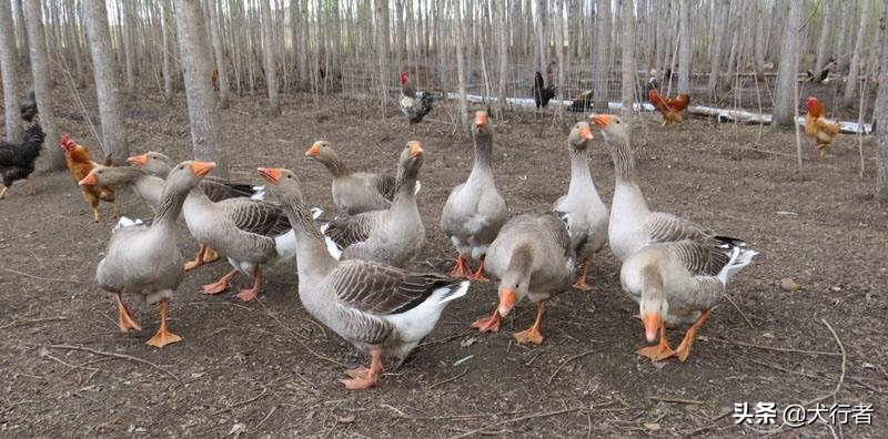 家里饲养的大鹅它们的祖先是_家里饲养的大鹅它们的祖先是谁