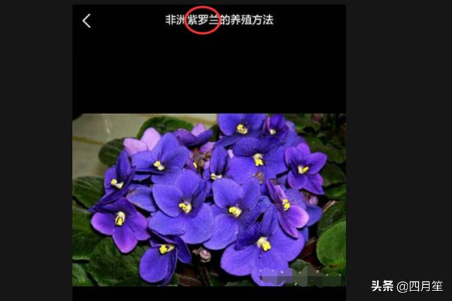 百度识图网页版_百度识图网页版入口