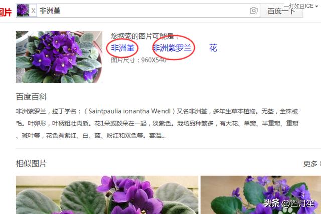 百度识图网页版_百度识图网页版入口