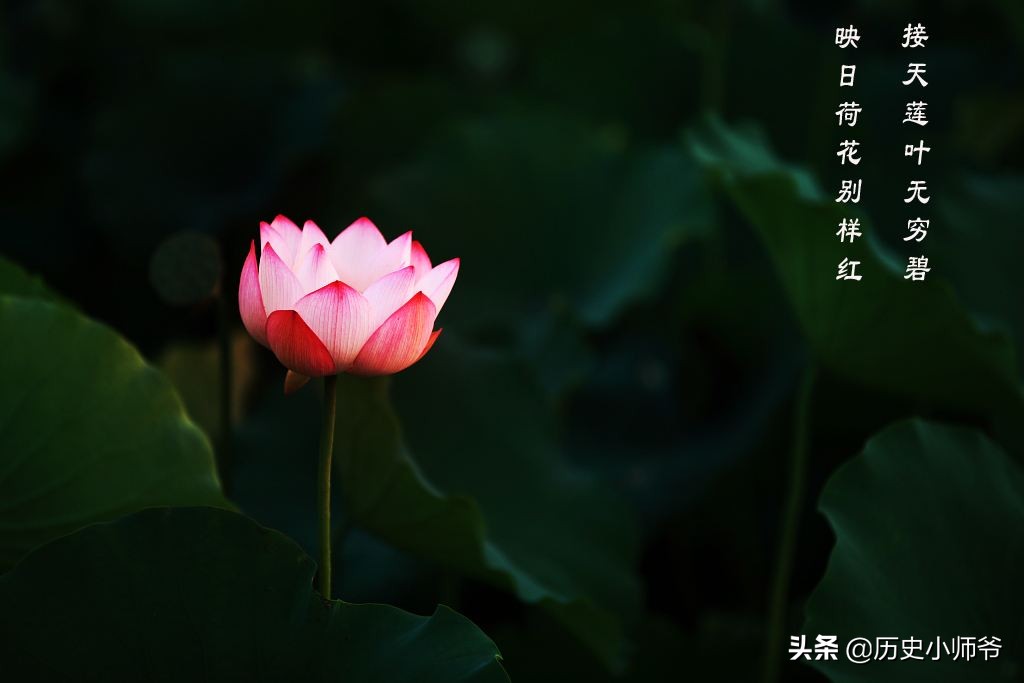 接天莲叶无穷碧蚂蚁庄园_接天莲叶无穷碧蚂蚁森林