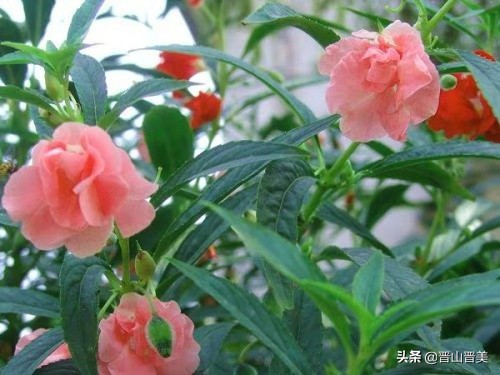 人指甲也可以入药吗_人指甲也可以入药吗图片