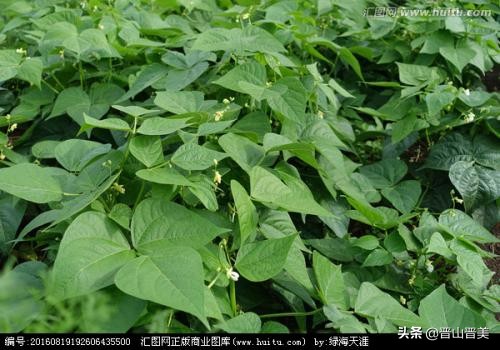 人指甲也可以入药吗_人指甲也可以入药吗图片