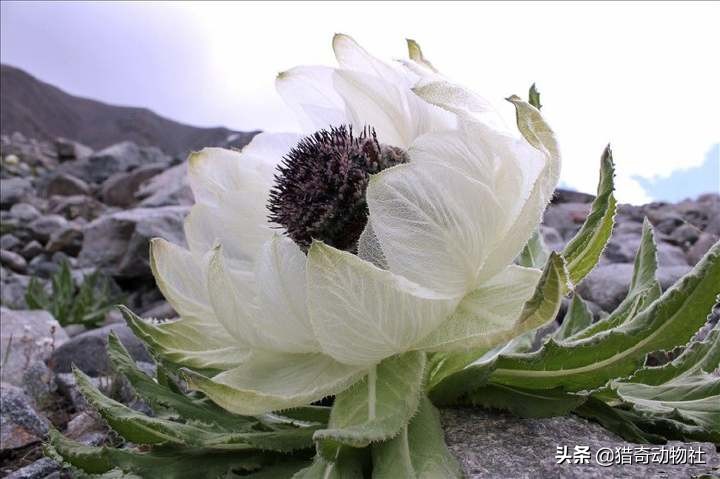 雪莲果是天山雪莲的果实吗_雪莲果是天山雪莲的果实吗图片