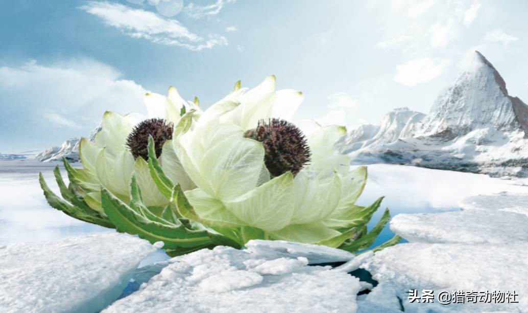 雪莲果是天山雪莲的果实吗_雪莲果是天山雪莲的果实吗图片