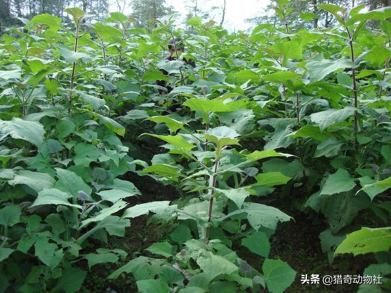 雪莲果是天山雪莲的果实吗_雪莲果是天山雪莲的果实吗图片