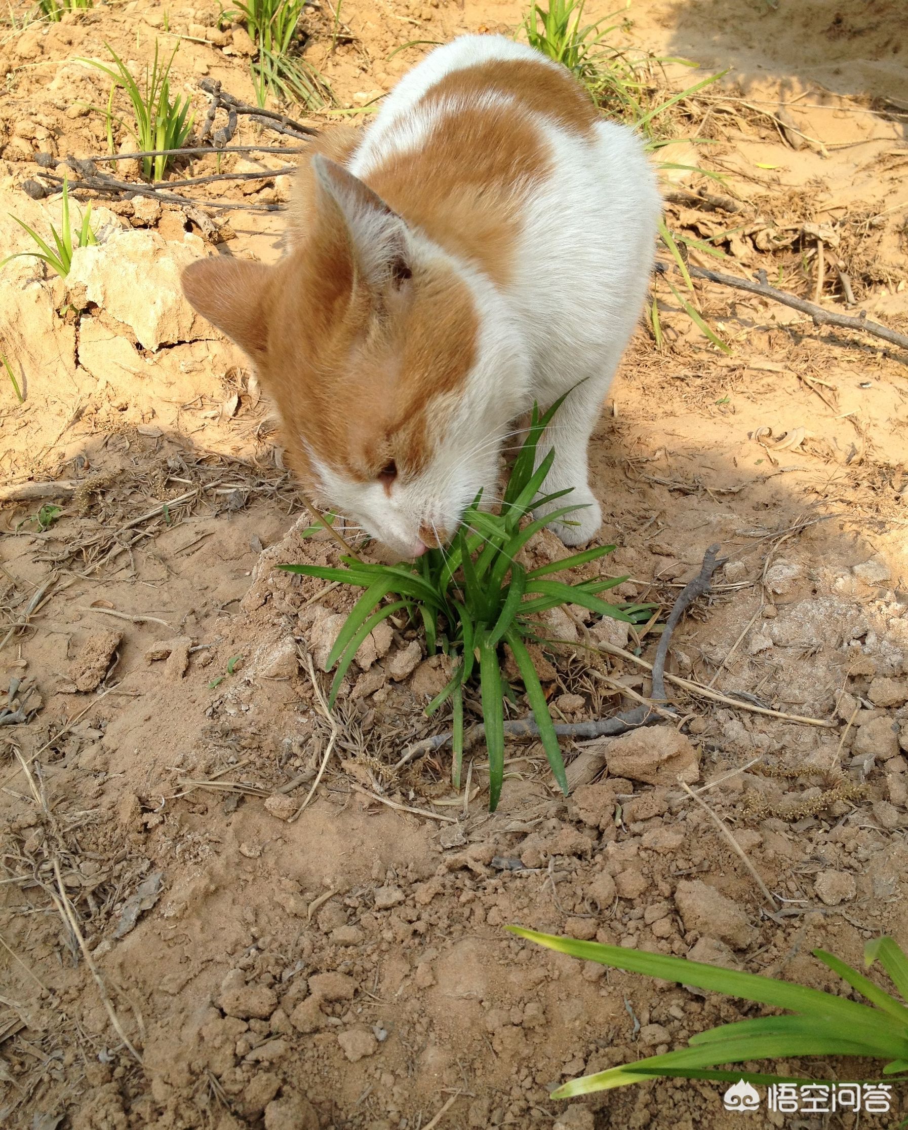 猫咪社区视频在线观看免费完整版_