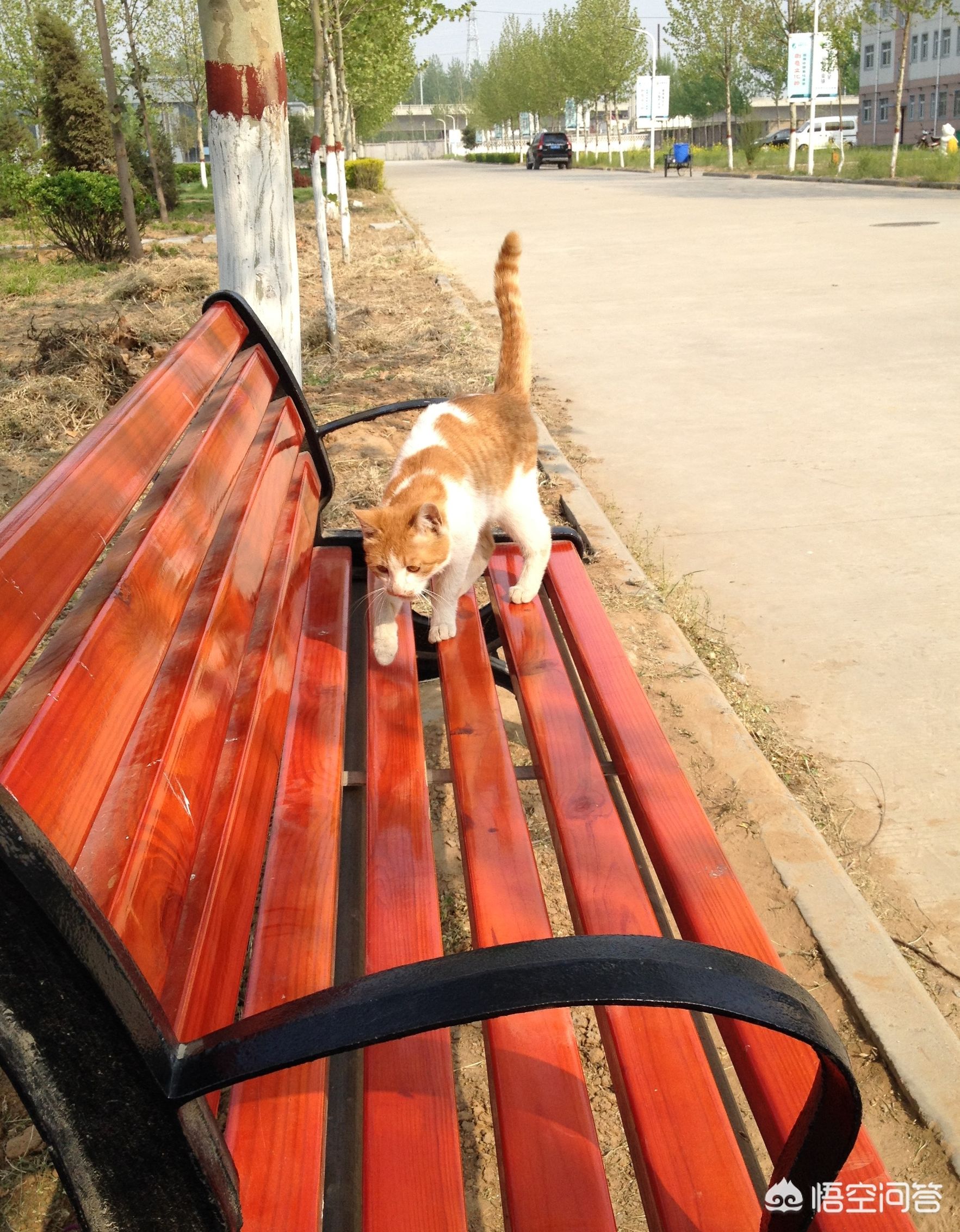 猫咪社区视频在线观看免费完整版_