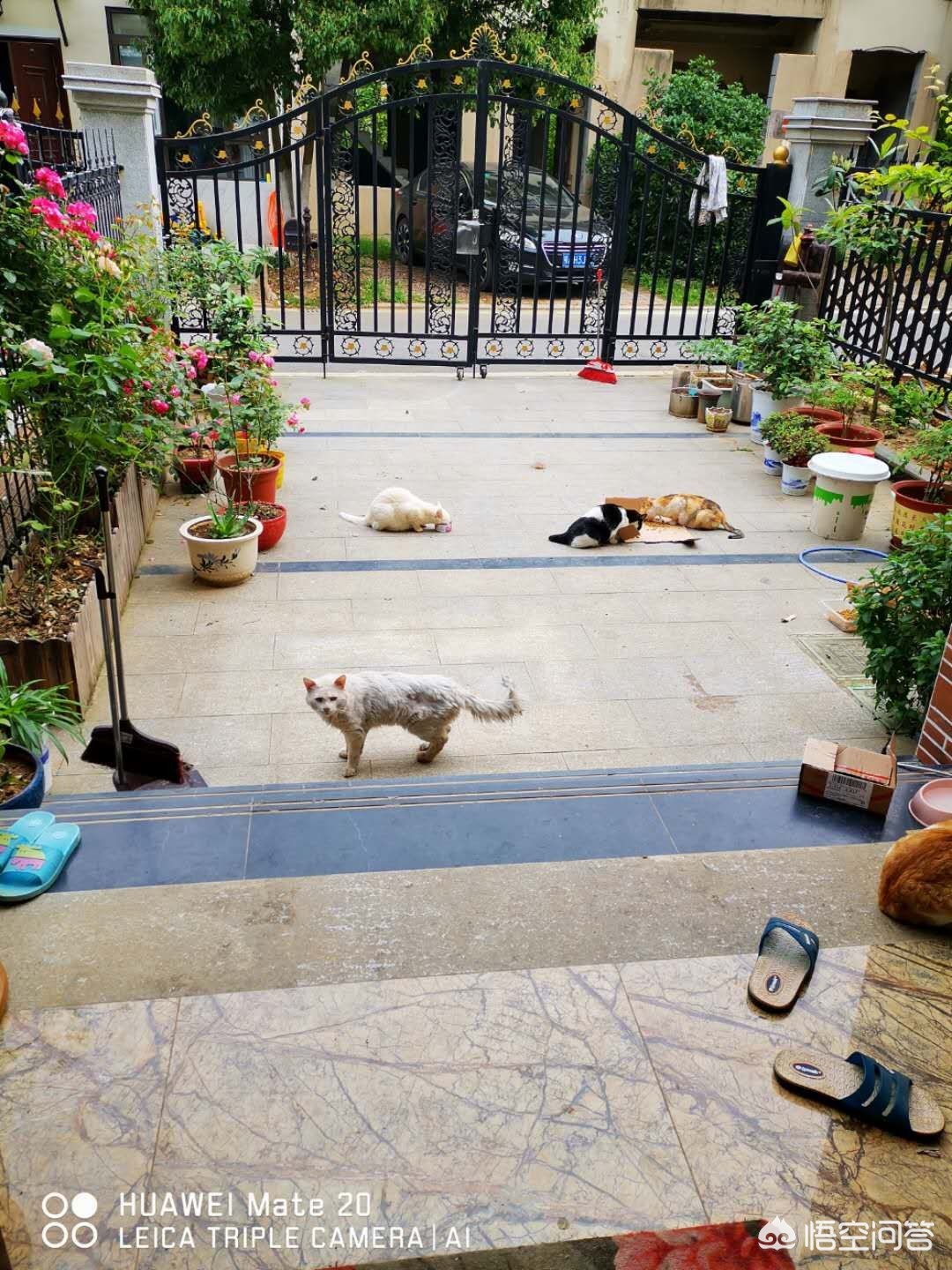 猫咪社区视频在线观看免费完整版_