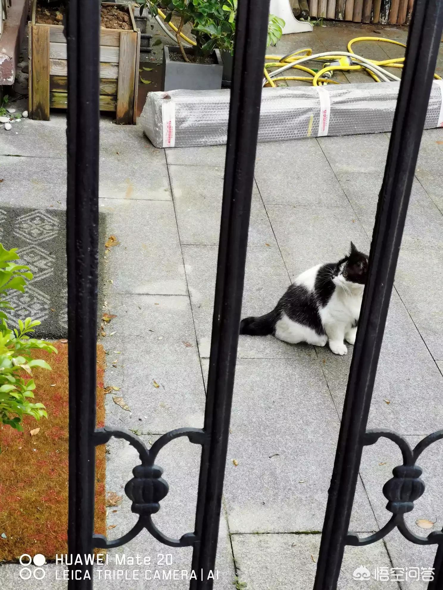 猫咪社区视频在线观看免费完整版_