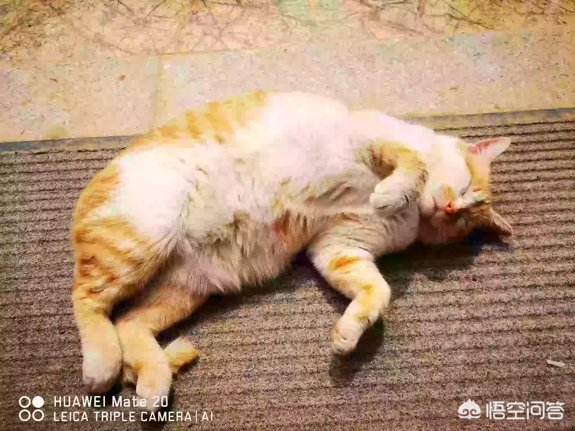 猫咪社区视频在线观看免费完整版_
