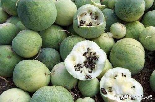 零食西瓜子是西瓜里的籽吗_零食西瓜子是西瓜里的籽吗图片