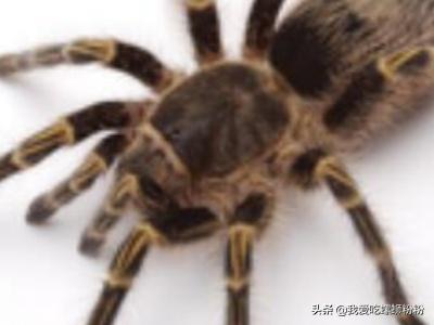 会夏眠的海洋生物_会夏眠的海洋生物是什么