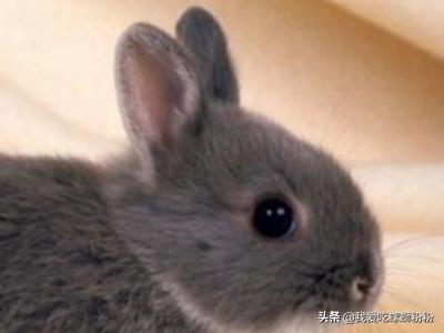 会夏眠的海洋生物_会夏眠的海洋生物是什么