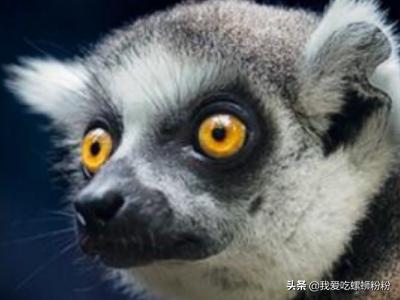 会夏眠的海洋生物_会夏眠的海洋生物是什么