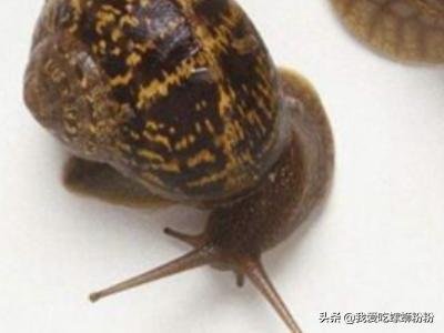 会夏眠的海洋生物_会夏眠的海洋生物是什么