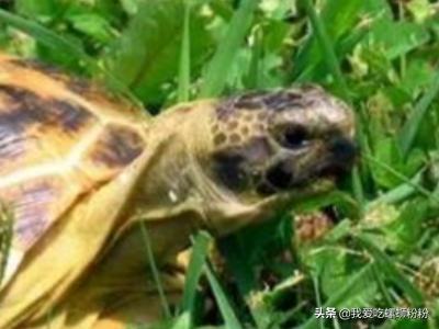 会夏眠的海洋生物_会夏眠的海洋生物是什么