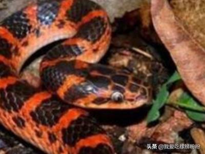 会夏眠的海洋生物_会夏眠的海洋生物是什么