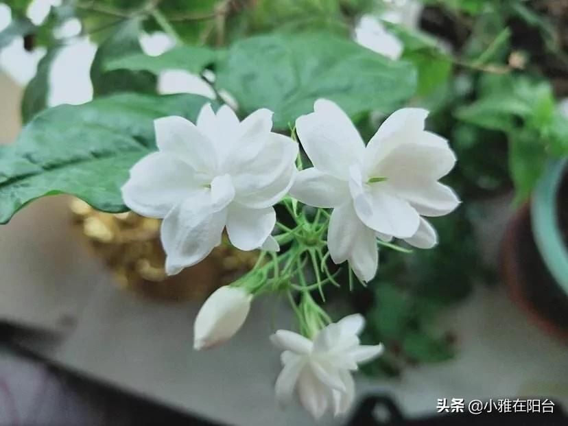 哪种植物不适合长期摆放在卧室_哪种植物不适合长期摆放在卧室里