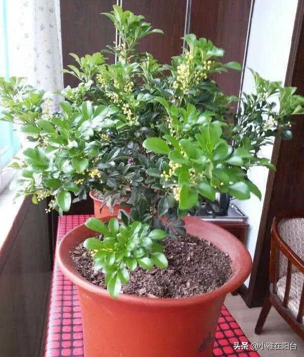 哪种植物不适合长期摆放在卧室_哪种植物不适合长期摆放在卧室里