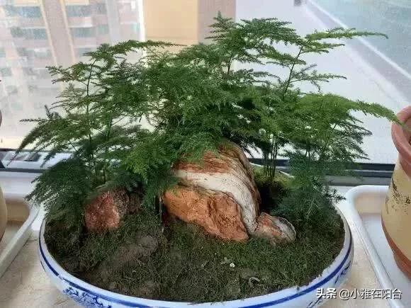 哪种植物不适合长期摆放在卧室_哪种植物不适合长期摆放在卧室里