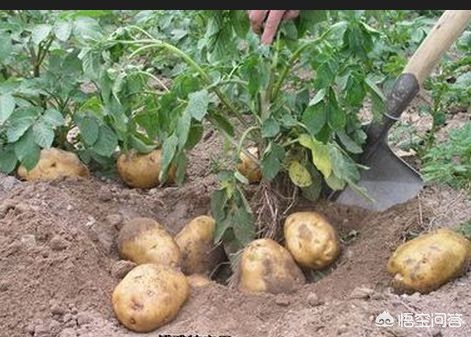 想延长土豆保存期蚂蚁庄园_想延长土豆保存期蚂蚁庄园高清完整版