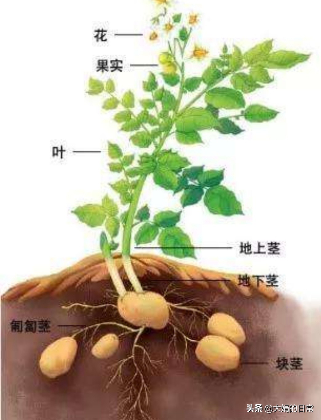 想延长土豆保存期蚂蚁庄园_想延长土豆保存期蚂蚁庄园高清完整版
