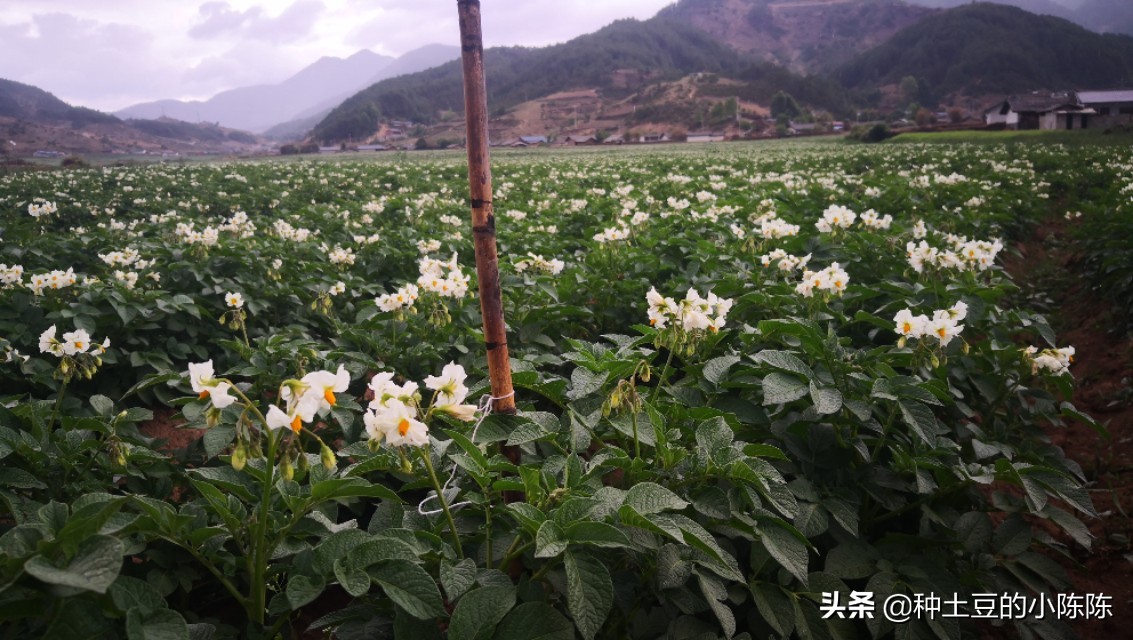 想延长土豆保存期蚂蚁庄园_想延长土豆保存期蚂蚁庄园高清完整版
