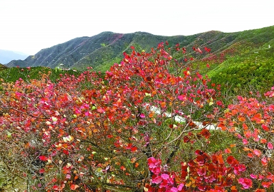 以红叶著名的香山位于哪座城市_香山以红叶而闻名的了解