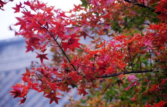 以红叶著名的香山位于哪座城市_香山以红叶而闻名的了解