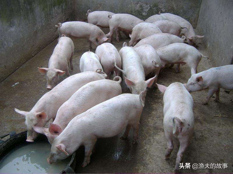 成语冷水烫猪是形容_成语冷水烫猪是形容什么意思