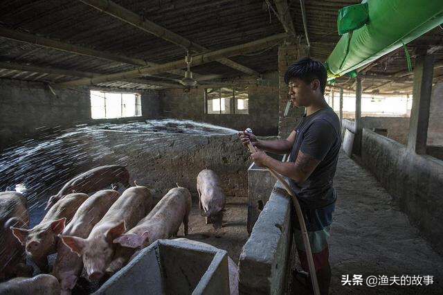 成语冷水烫猪是形容_成语冷水烫猪是形容什么意思