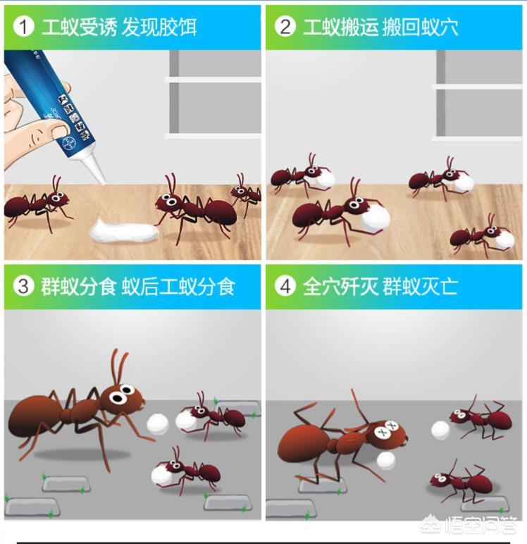 小苏打刷牙会使牙齿变白吗蚂蚁_小苏打刷牙会使牙齿快速变白吗蚂蚁