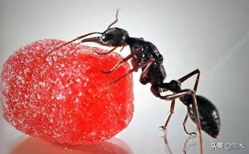 小苏打刷牙会使牙齿变白吗蚂蚁_小苏打刷牙会使牙齿快速变白吗蚂蚁