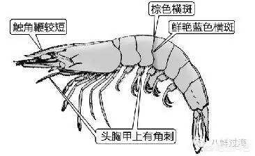 基围虾的名字由来_基围虾的名字由来是什么