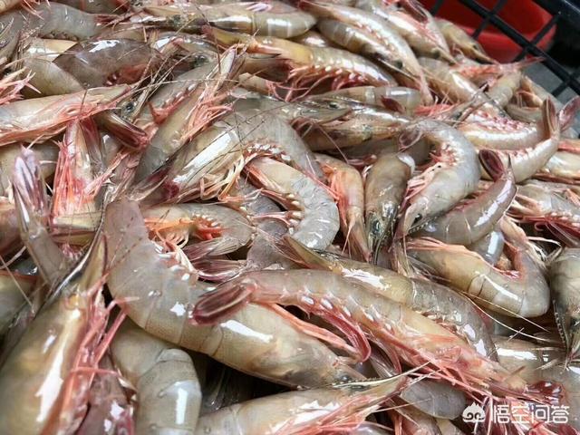 基围虾的名字由来_基围虾的名字由来是什么
