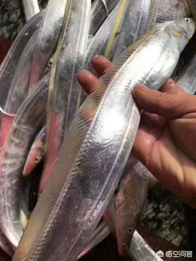 基围虾的名字由来_基围虾的名字由来是什么