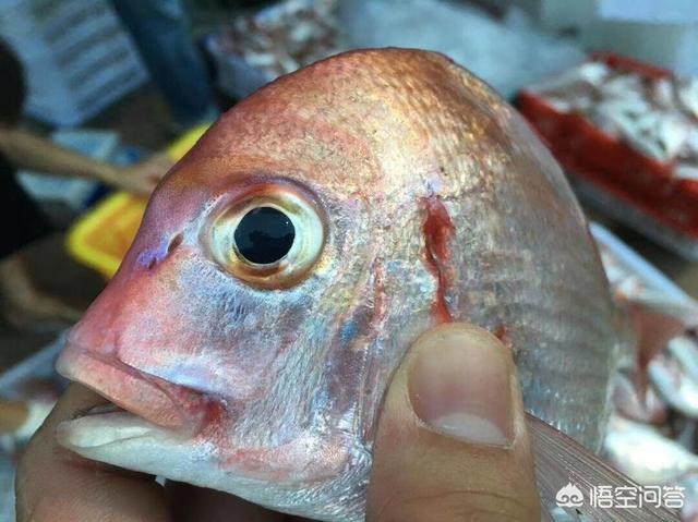 基围虾的名字由来_基围虾的名字由来是什么