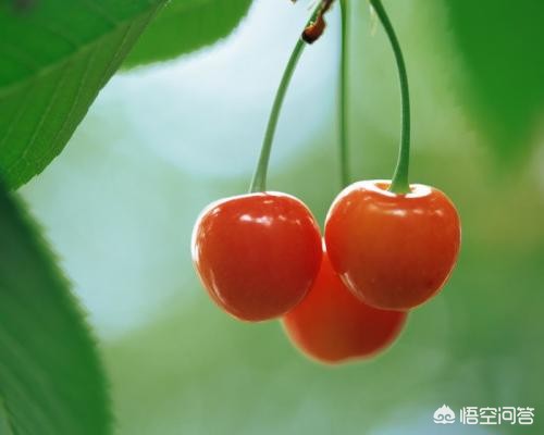 樱桃视频_樱桃视频改名之后叫什么名字