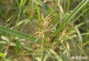 哪种植物是古代的刷牙利器_哪种植物是古代的刷牙利器?