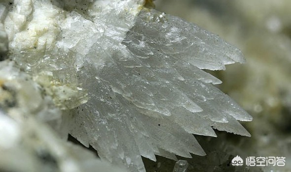 哪种植物是古代的刷牙利器_哪种植物是古代的刷牙利器?