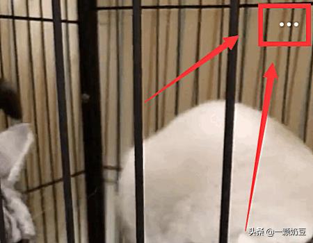 新浪视频怎么下载_新浪视频怎么下载到手机