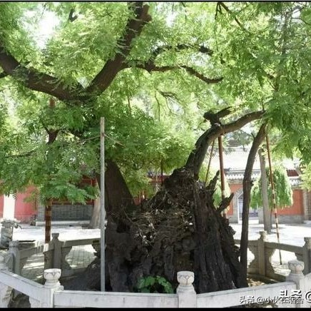 繁花古树_繁花古树坐骑