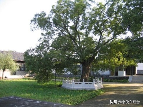 繁花古树_繁花古树坐骑