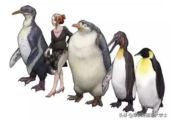 体型最大的企鹅是什么_体型最大的企鹅是什么企鹅