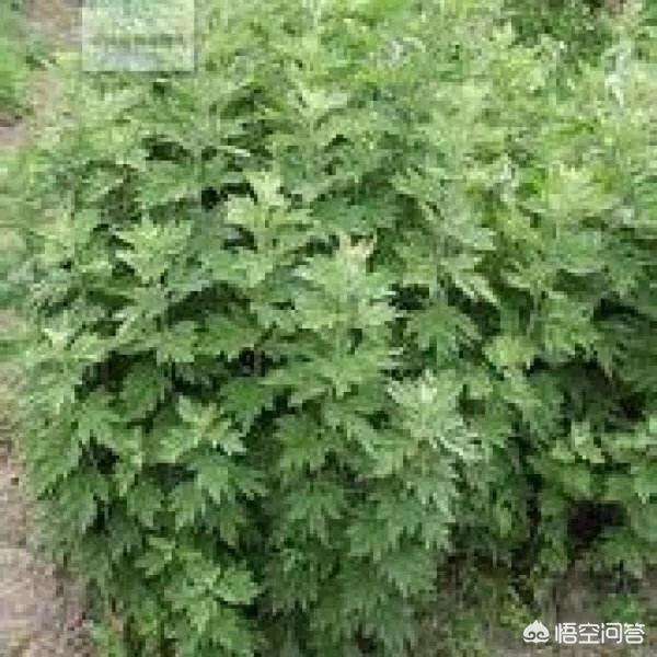艾草可以用来制作印泥吗_艾草可以用来制作印泥吗云烟价格