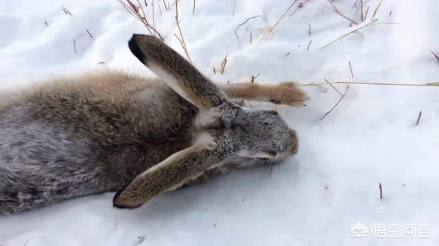 细狗什么意思_细狗什么意思比喻男生