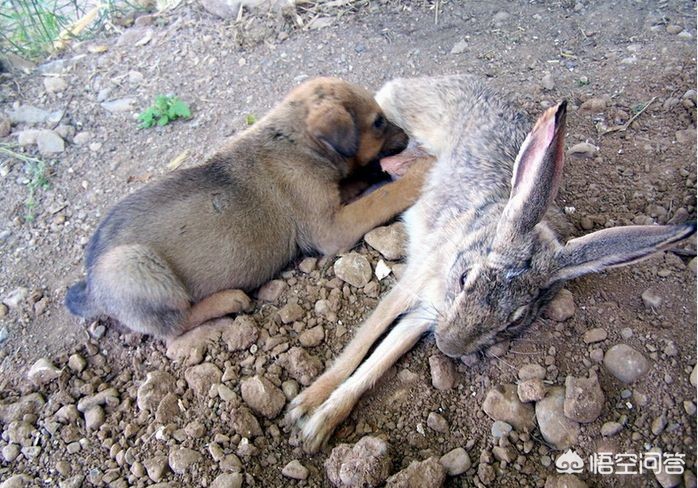细狗什么意思_细狗什么意思比喻男生
