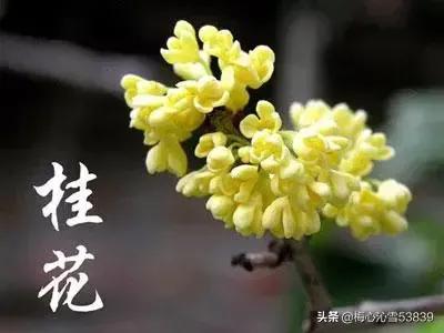 dnf金钱兔_dnf金钱兔怎么获得