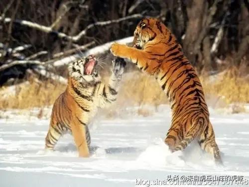 dnf金钱兔_dnf金钱兔怎么获得