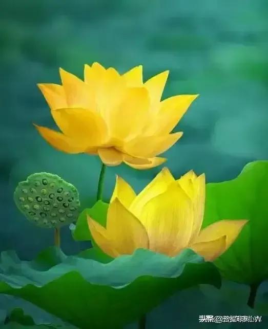 dnf金钱兔_dnf金钱兔怎么获得